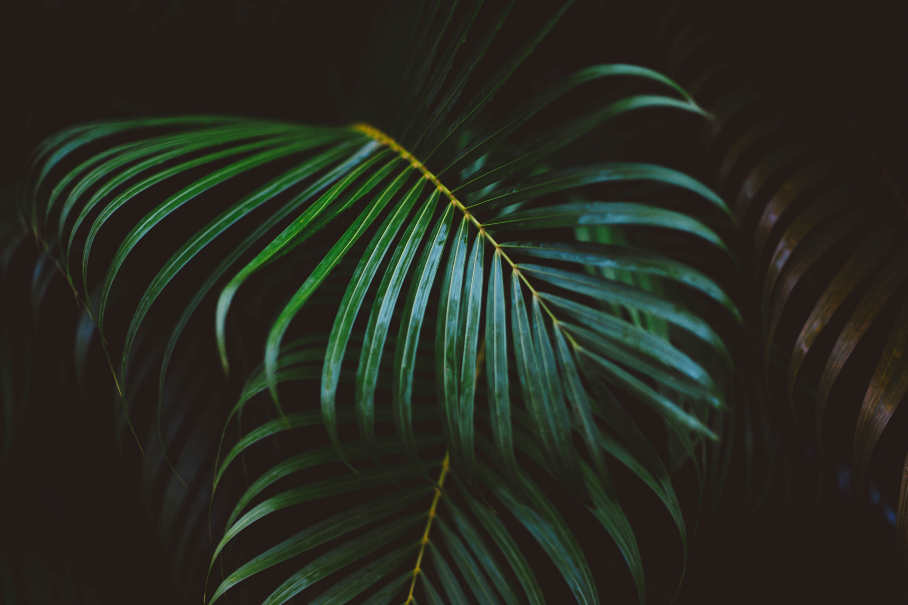 &nbsp;